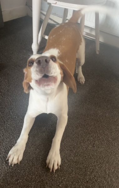 Tell me something lovely about your dog.