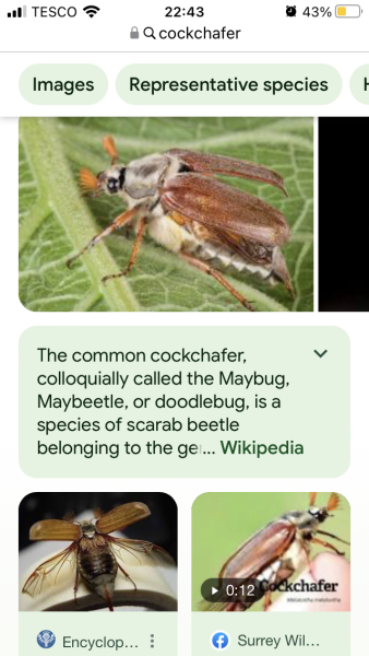 This was pulled out of my teenage son's left nostril today