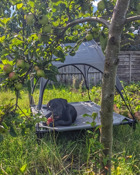 Puppy survival thread part 2
