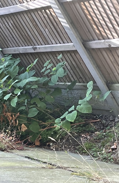 New house has Japanese knotweed 
