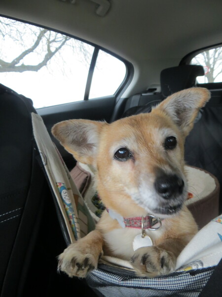 To think DD taking dog in the car every day is unfair?
