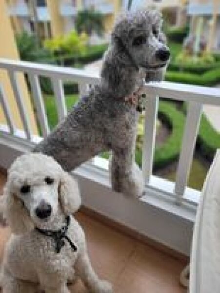 Pamela thread 5 - Bile Duct Cancer, chemo begins