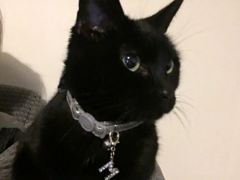 Help me find a (close) replacement kitten for DS