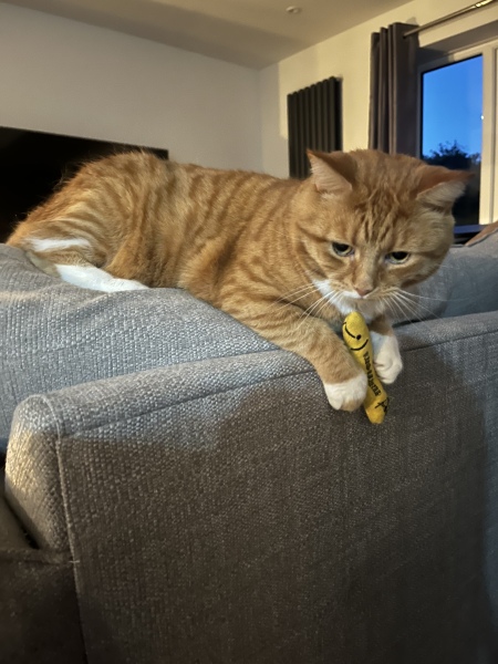 Name for little ginger boy kitten?