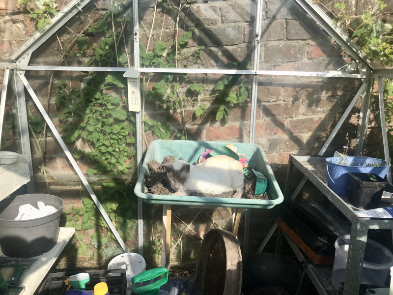 A Very Great Quantity Of Excellent Cats