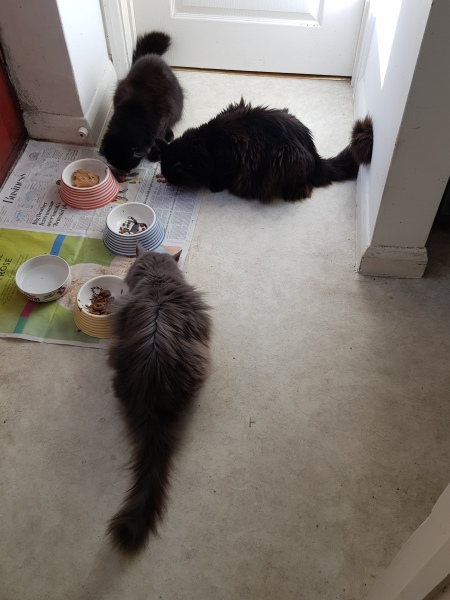 A Very Great Quantity Of Excellent Cats
