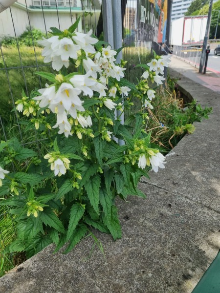 Plant ID please