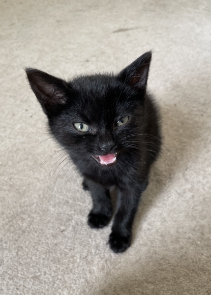 We found a kitten. Tips