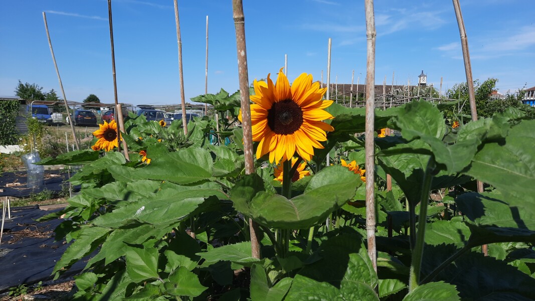 Pamela - Bile Duct Cancer, thread 4, London has given me a chance! 