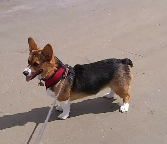Royal Style and Beauty: Carpe Diadem! No tears or tiers, just tiaras please 