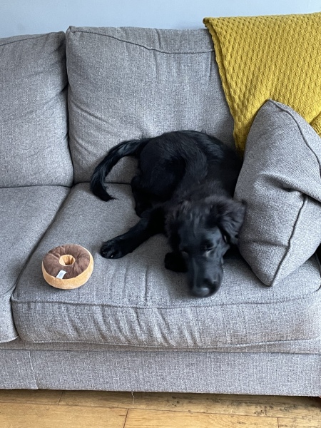 Puppy survival thread part 2