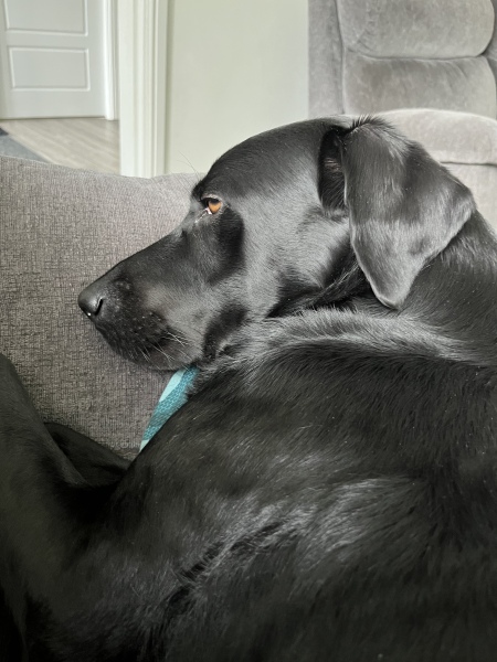 Considering a Labrador pup - new dog owners. What do I need to know?