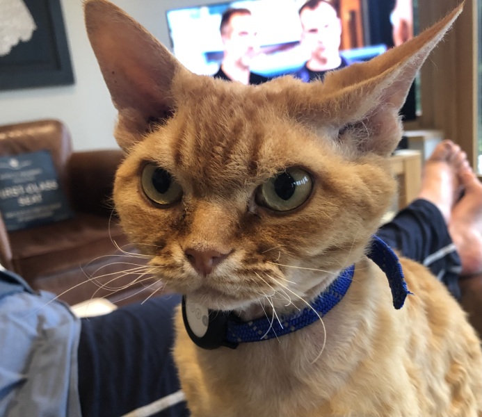 What is one thing you love about your cat?