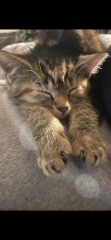 New litter of kittens. Looking for some wisdom!