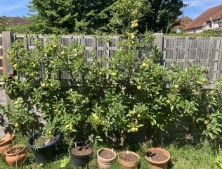 Tree for garden space