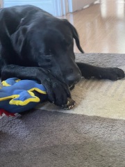 Puppy survival thread part 2
