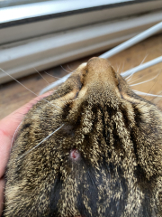 What is this thing on my cat's head?