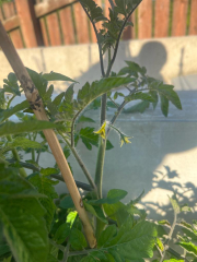 What have you done in the garden today? Part 2