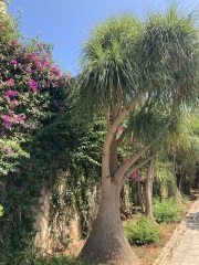 The Saxenda Sisterhood 