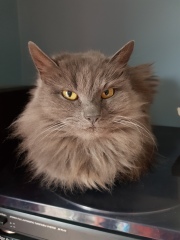 What kind of kitten might this be ?