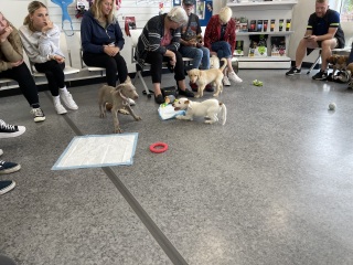 Puppy survival thread part 2