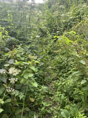 Thread 8 - TalkLair: “Brewing Russell's teapot” 