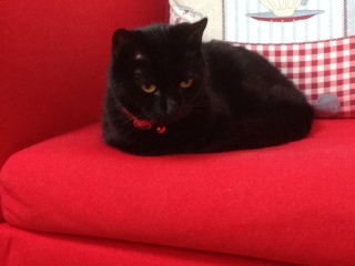 Do you let your dog sleep in your bed?