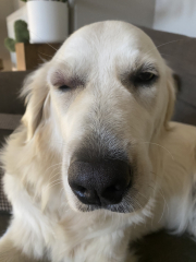 Puppy survival thread part 2