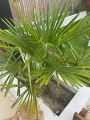 Palms turning brown 