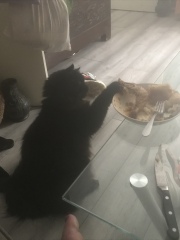 A Very Great Quantity Of Excellent Cats