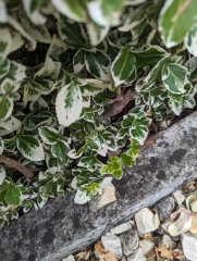 is this the right hedge plant? pictures