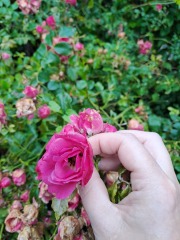 What have you done in the garden today? Part 2
