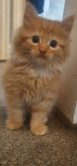 Name for little ginger boy kitten?