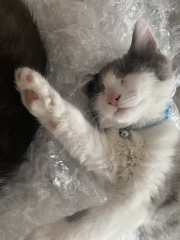 What kind of kitten might this be ?