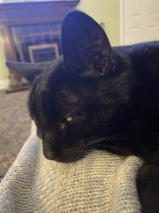 What is one thing you love about your cat?
