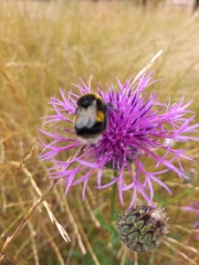 Pamela thread 5 - Bile Duct Cancer, chemo begins