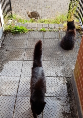 Thug cat part 5 - For he will not do destruction, if he is well-fed, neither will he spit without provocation.