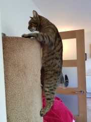 Thug cat part 5 - For he will not do destruction, if he is well-fed, neither will he spit without provocation.