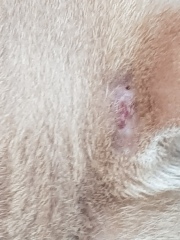 mystery scratching