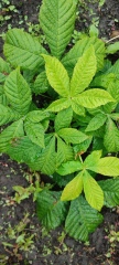 Help identifying plants please 