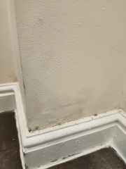 Damp on wall- what to do next?