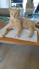 A Very Great Quantity Of Excellent Cats