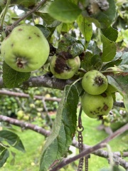 What is wrong with my poor Apple tree?
