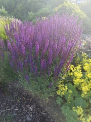 Plant I'd help