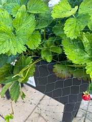Strawberries not fruiting anymore 