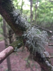 Pamela thread 5 - Bile Duct Cancer, chemo begins