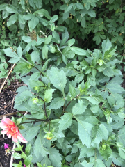 What have you done in the garden today? Part 2