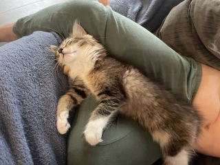 Our new kitty pixie - settling in advice