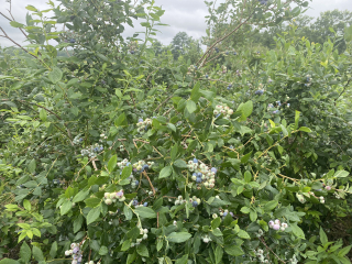 Come and tell me your dull and unexciting news 25: Calmly through the day 