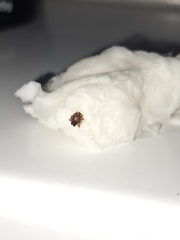 Help! is this a bedbug?😖